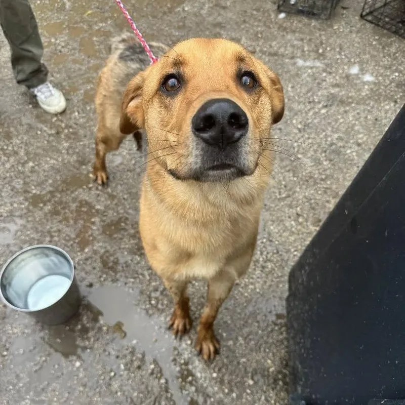 An adult medium-sized male German Shepherd Dog dog named Hambone for adoption in Austin, TX