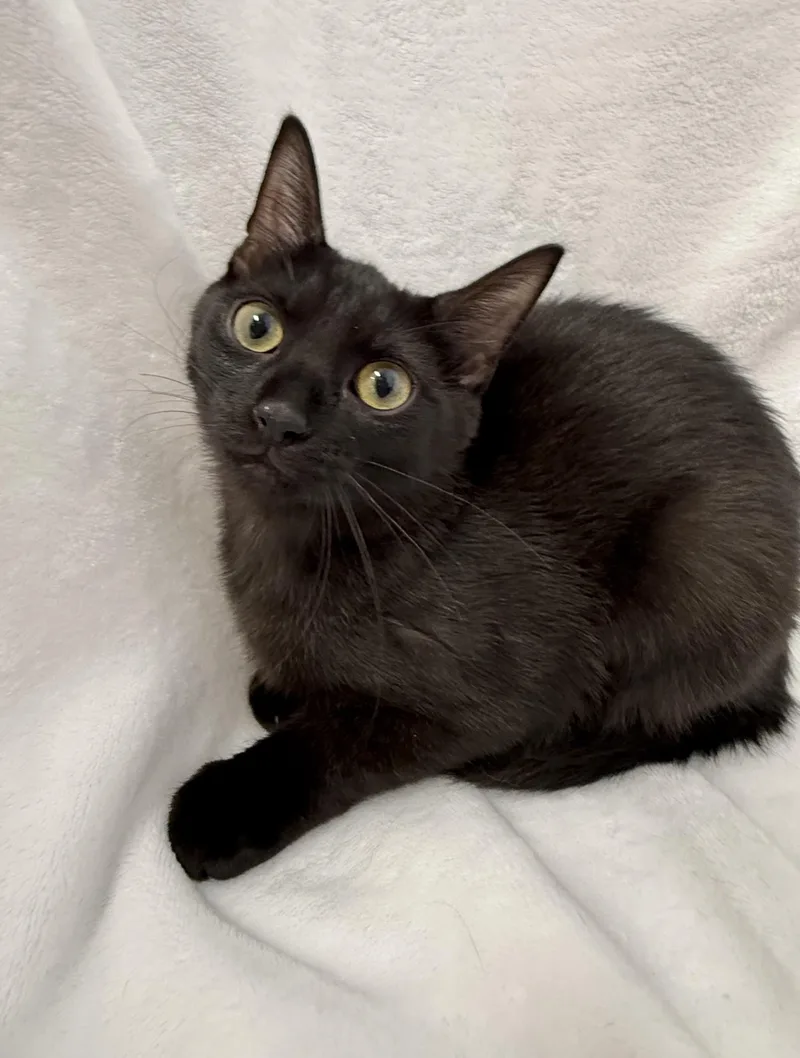 A baby medium-sized female Black Domestic Short Hair cat named Cierra for adoption in Greensboro, NC
