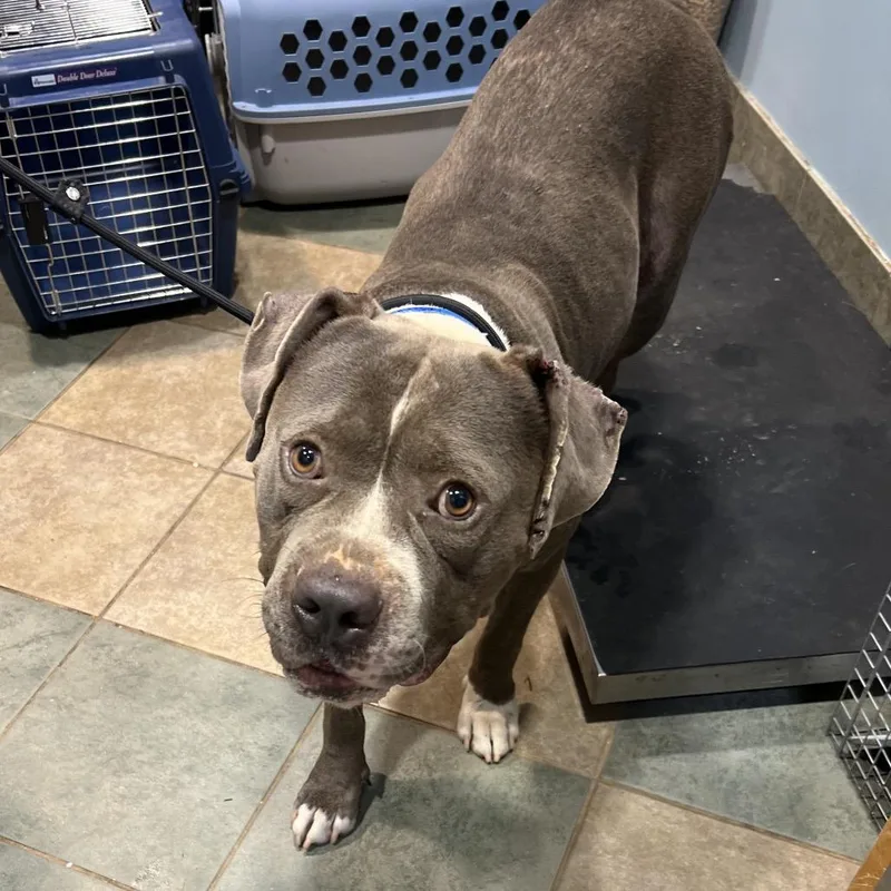 An adult medium-sized male Gray / Blue / Silver Mixed Breed dog named Buster for adoption in Chattanooga, TN