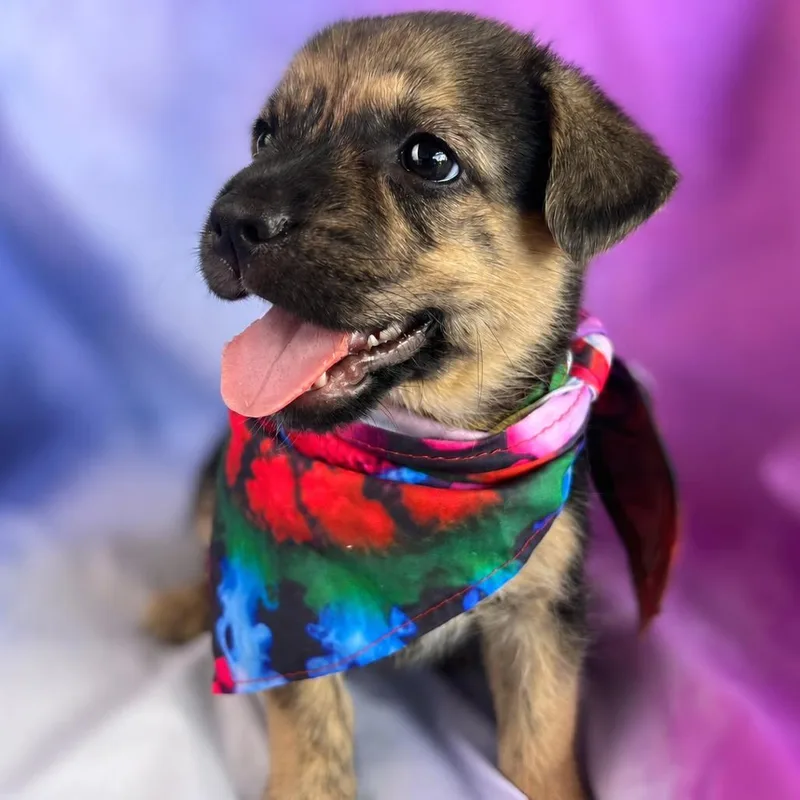 A baby small-sized female Black Shepherd dog named Alma for adoption in Boerne, TX