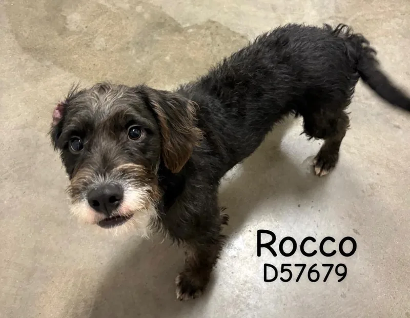 Rocco