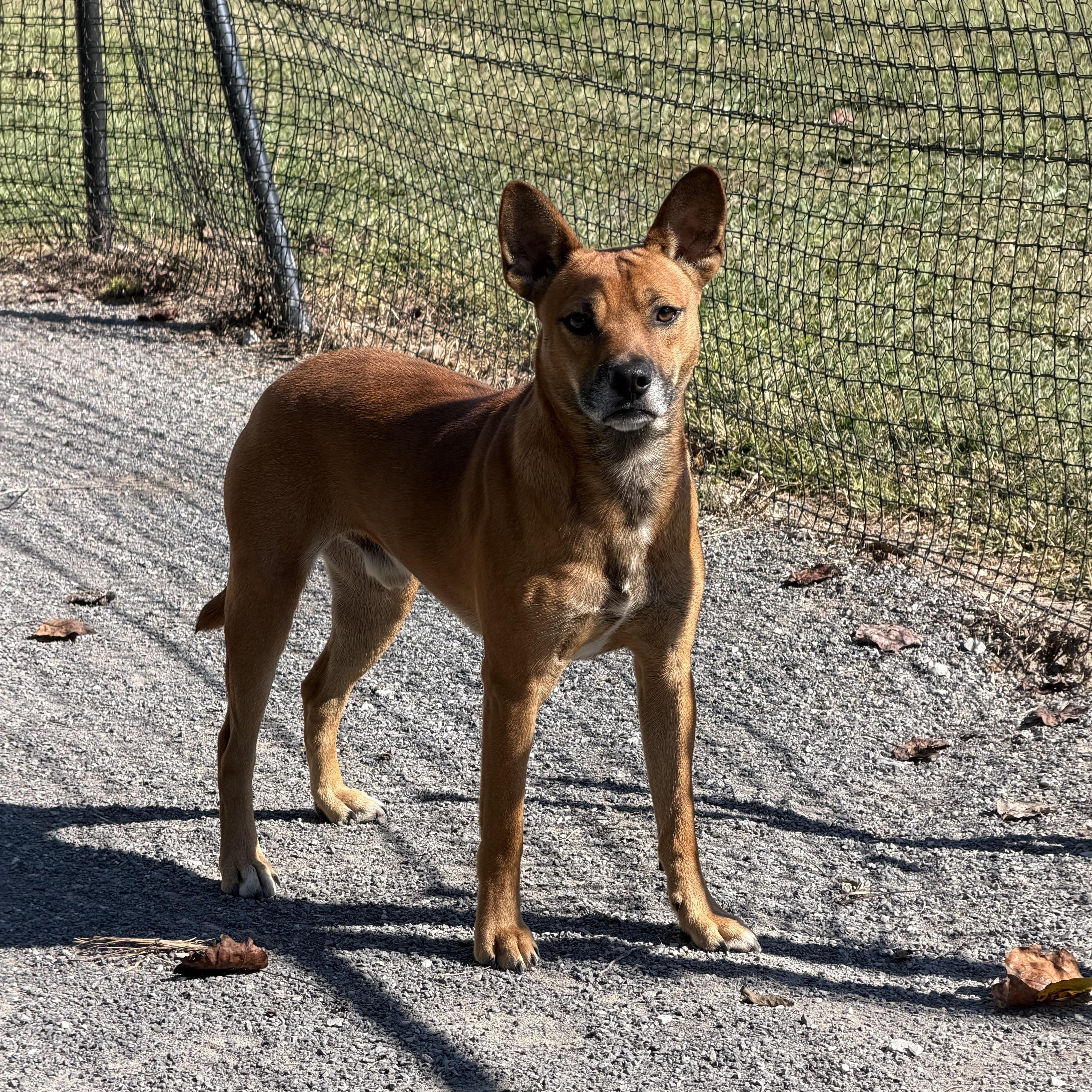 An adult medium-sized male Yellow / Tan / Blond / Fawn Cattle Dog dog named Ryat for adoption in Maynardville, TN