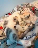 An adult medium-sized female Dilute Calico Domestic Short Hair cat named Graphite for adoption in Manitowoc, WI