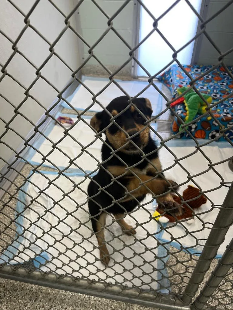 A baby medium-sized female Mixed Breed dog named Spencer for adoption in Auburn, IN