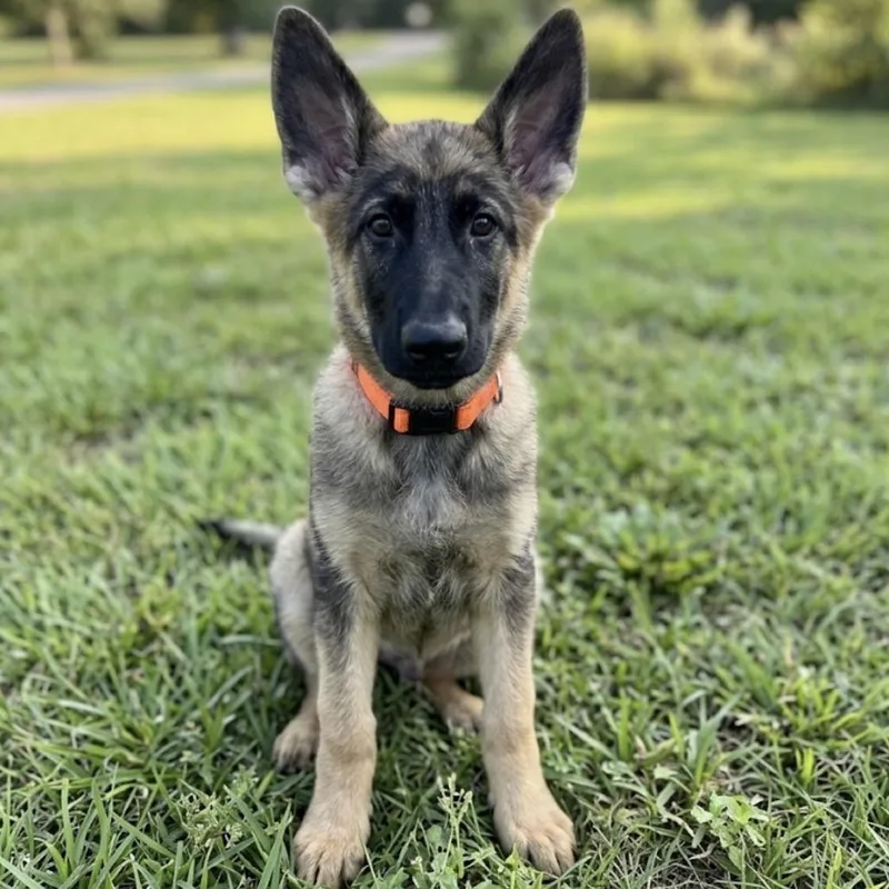 A baby large-sized male Sable German Shepherd Dog dog named Lotta for adoption in Griffin, GA