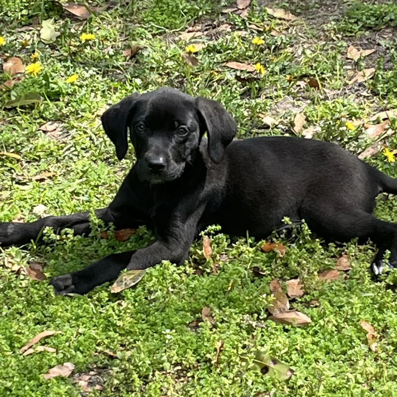 A young medium-sized female Black Labrador Retriever dog named Arya for adoption in Pensacola, FL