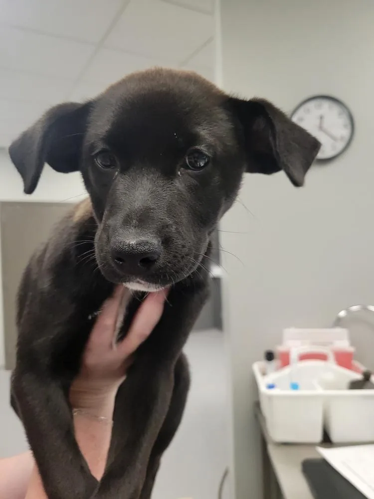 A baby small-sized female Mixed Breed dog named Hocus for adoption in Wellington, KS