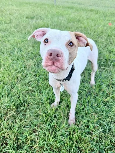 An adult medium-sized female Pit Bull Terrier dog named Violet for adoption in Upper Marlboro, MD