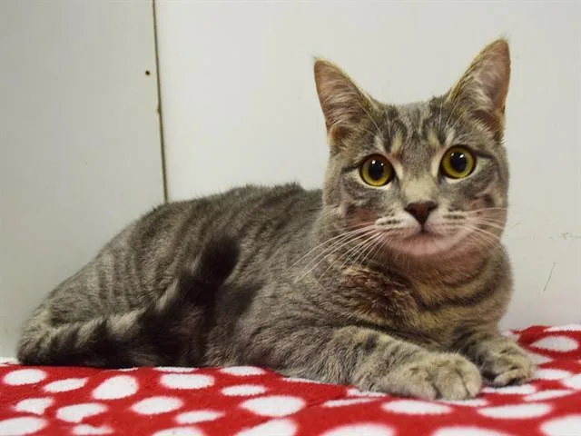 A young medium-sized female Domestic Short Hair cat named Sardine for adoption in Sacramento, CA