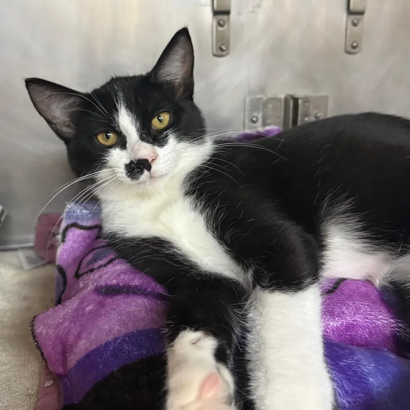 Poblano thumbnail 4