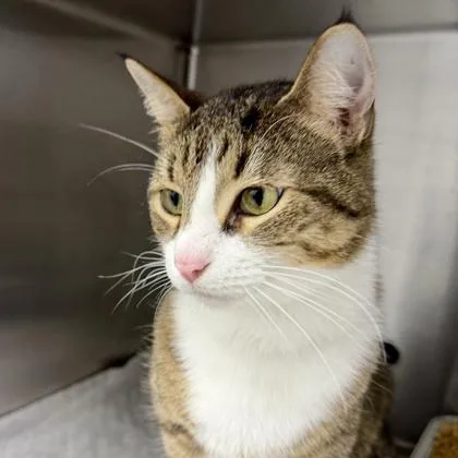 An adult small-sized male Brown / Chocolate Domestic Short Hair cat named Mackeral for adoption in Atlanta, GA