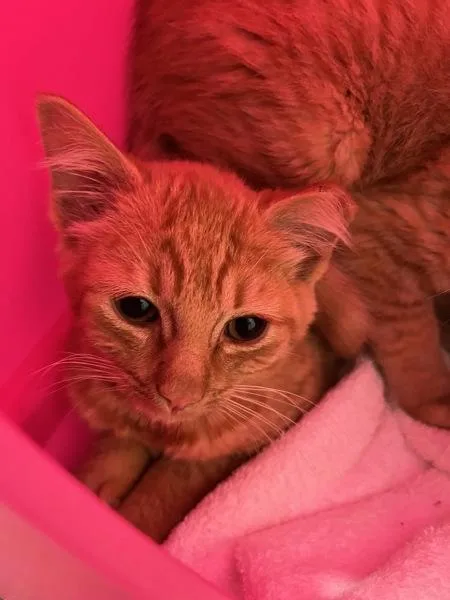 A baby small-sized female Domestic Short Hair cat named Vesper for adoption in Stratham, NH