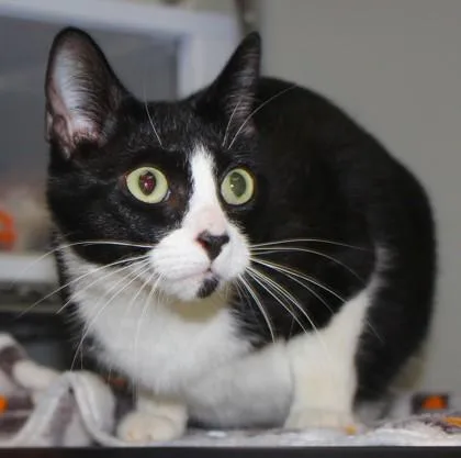 A young small-sized female Domestic Short Hair cat named Lil Bit for adoption in Taylorsville, NC
