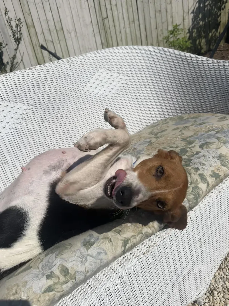 A young medium-sized female Tricolor (Brown, Black, & White) Beagle dog named Martha for adoption in Harrison, NY