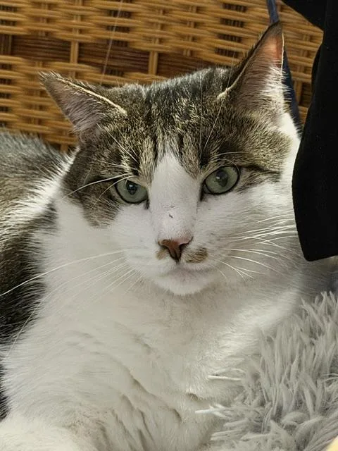 An adult medium-sized male Calico Domestic Short Hair cat named Judge and Judy for adoption in New York, NY