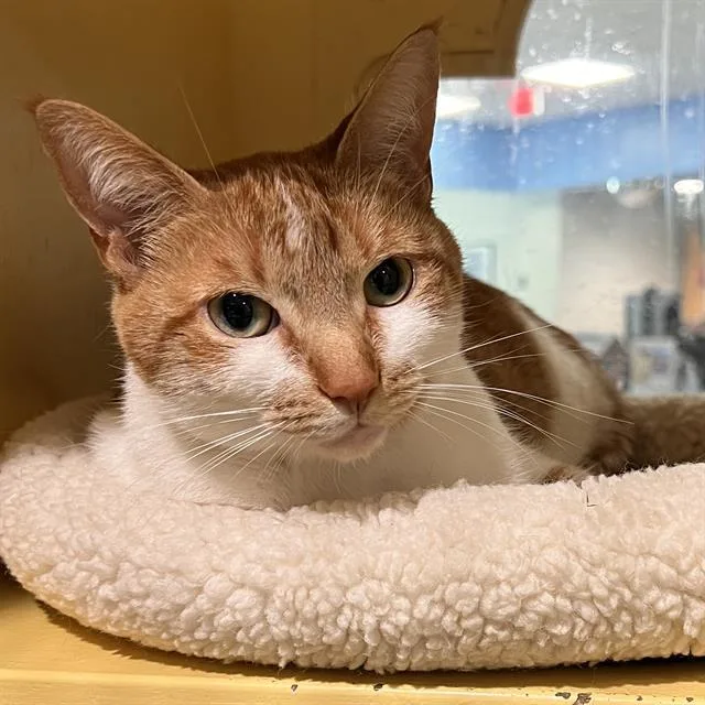 An adult medium-sized female Domestic Short Hair cat named Luna for adoption in Methuen, MA