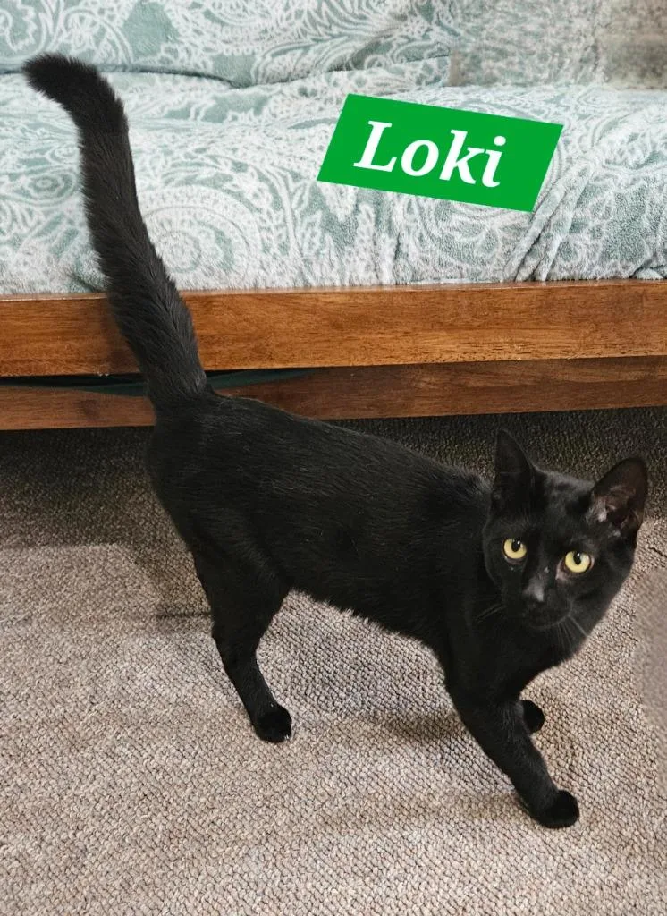 A young large-sized male Domestic Short Hair cat named Loki for adoption in Manchester, TN