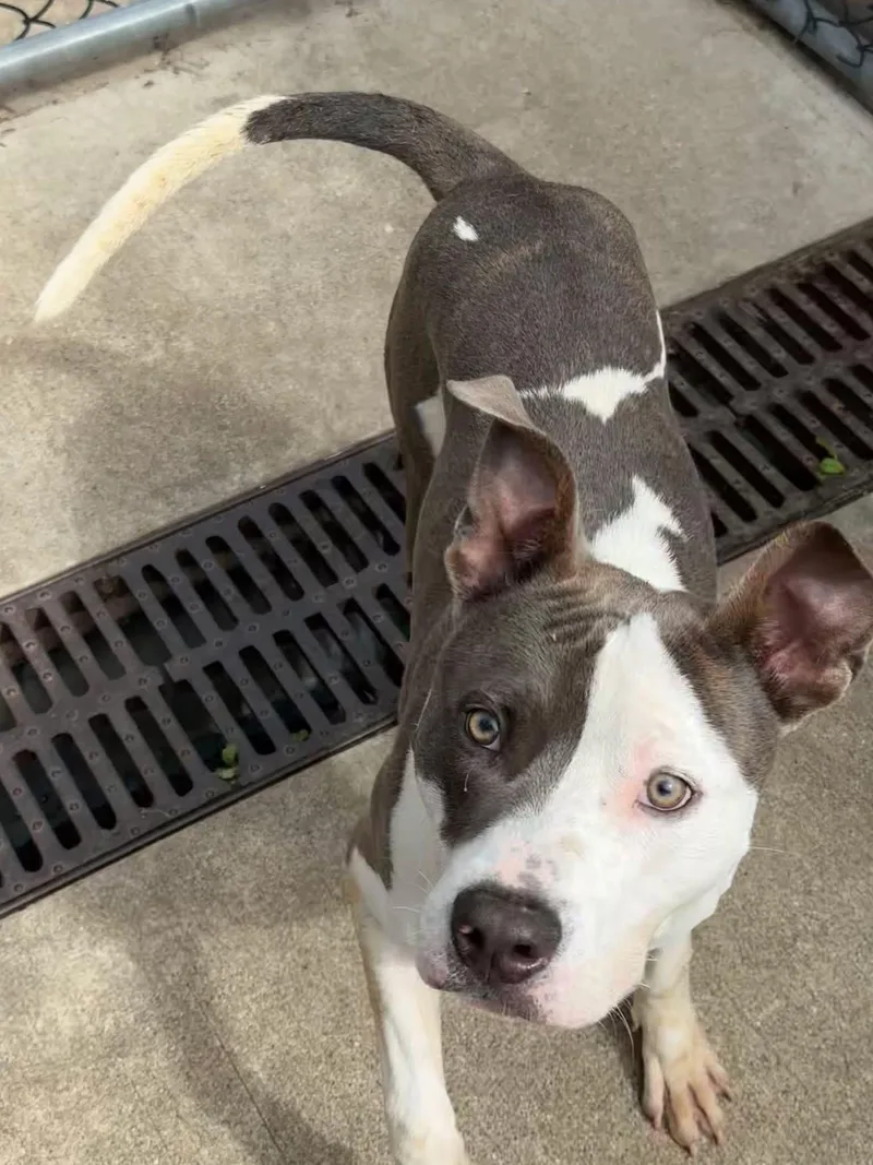 A young medium-sized male White / Cream Pit Bull Terrier dog named Rex for adoption in Chicago, IL