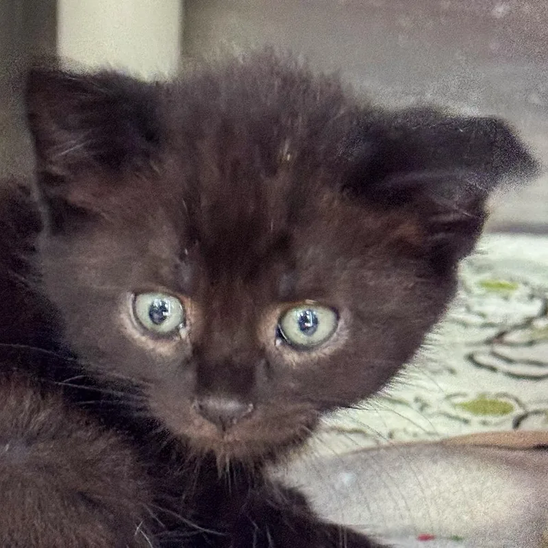 A baby small-sized female Black Domestic Short Hair cat named Shrimp for adoption in Kennebunk, ME
