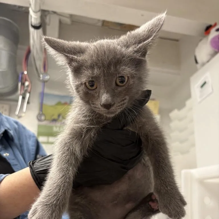 A baby small-sized male Gray / Blue / Silver Domestic Medium Hair cat named Alicorn for adoption in New York, NY