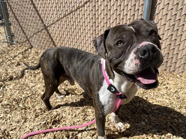 A young medium-sized male American Bulldog dog named Beasty for adoption in Albuquerque, NM