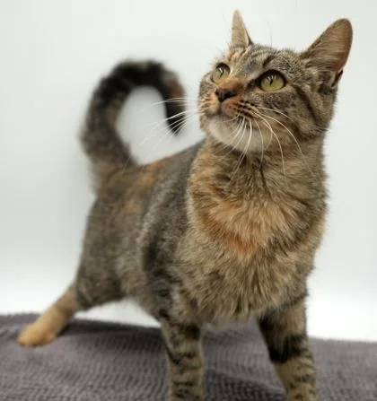 An adult large-sized female Domestic Short Hair cat named Eggy for adoption in Bowling Green, KY