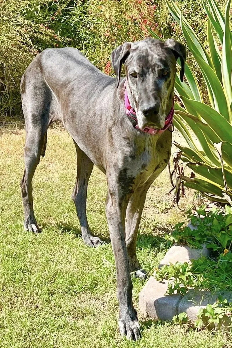 Eden