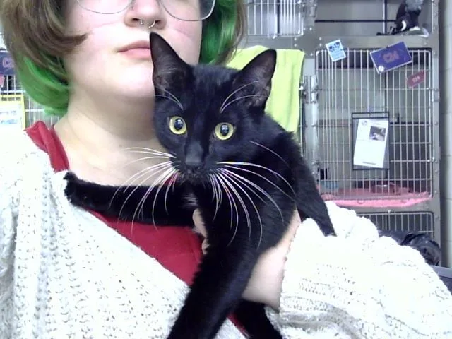 A young small-sized female Domestic Short Hair cat named Oreo for adoption in Pasadena, TX