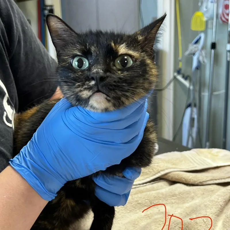 An adult medium-sized female Tortoiseshell Domestic Short Hair cat named Mama Tussle for adoption in Mount Juliet, TN