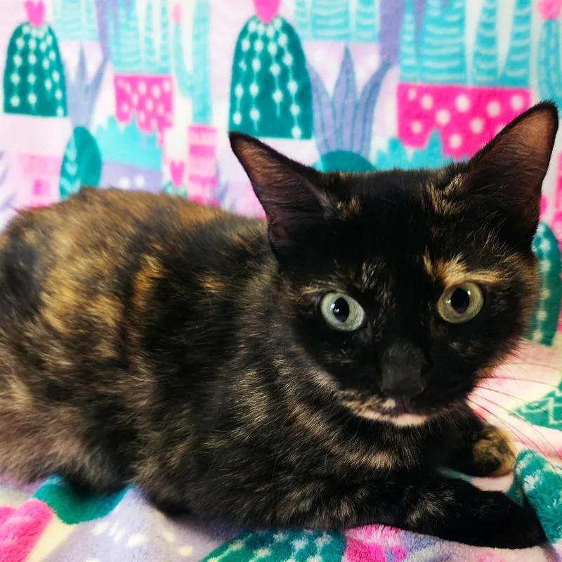 Mama Tussle thumbnail 2