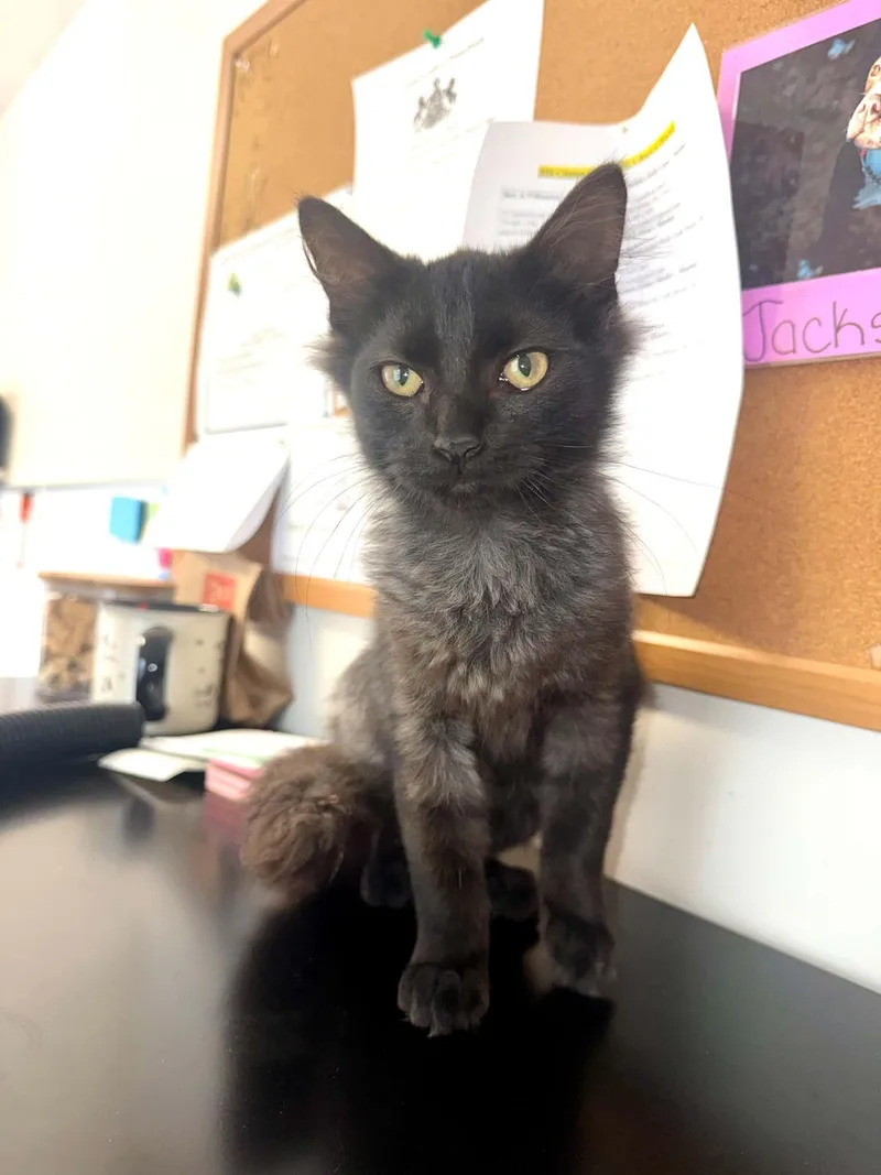 A young medium-sized male Black Domestic Medium Hair cat named Claws for adoption in Lock Haven, PA