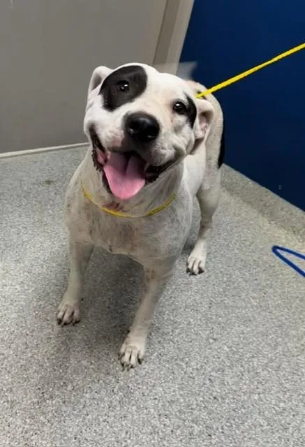 An adult medium-sized female Pit Bull Terrier dog named Bailey for adoption in Pasadena, TX
