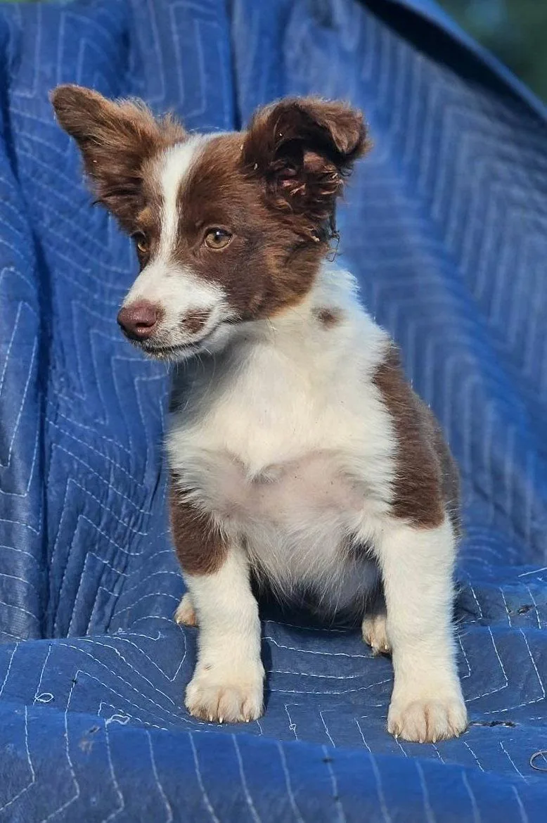 A baby small-sized male Australian Shepherd dog named Ferrari Testarossa Cars for adoption in Wakefield, RI