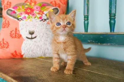 A baby small-sized male Domestic Short Hair cat named Ember for adoption in San Antonio, TX