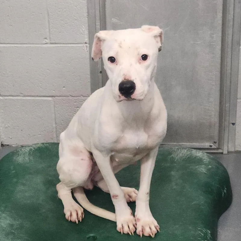 An adult medium-sized female White / Cream American Staffordshire Terrier dog named Jackie for adoption in Kingman, AZ