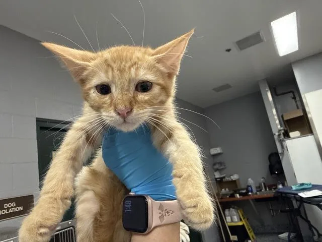A baby small-sized male Domestic Short Hair cat named Duck for adoption in Thousand Palms, CA