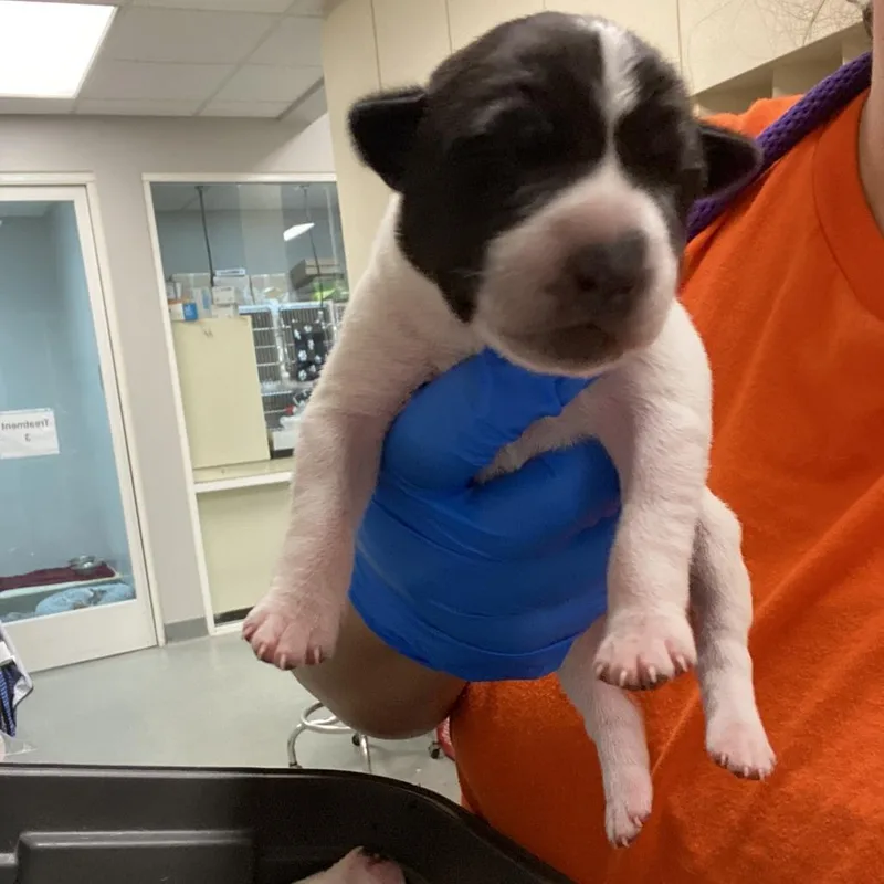 A baby large-sized male Black Cattle Dog dog named Mini____ for adoption in Westminster, CA