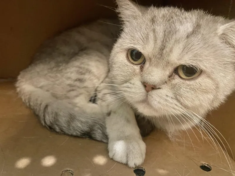 An adult medium-sized male Persian cat named Baba for adoption in Chicago, IL
