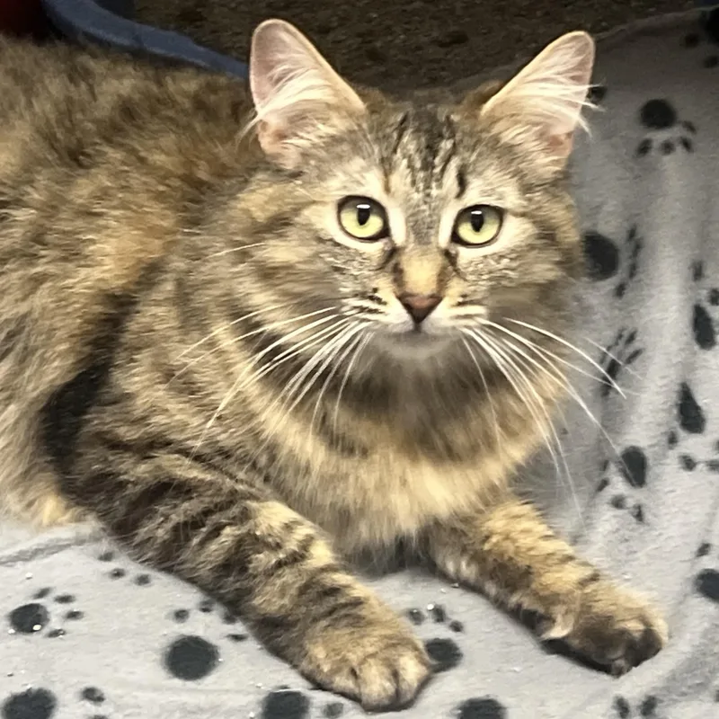 Galadriel thumbnail 2