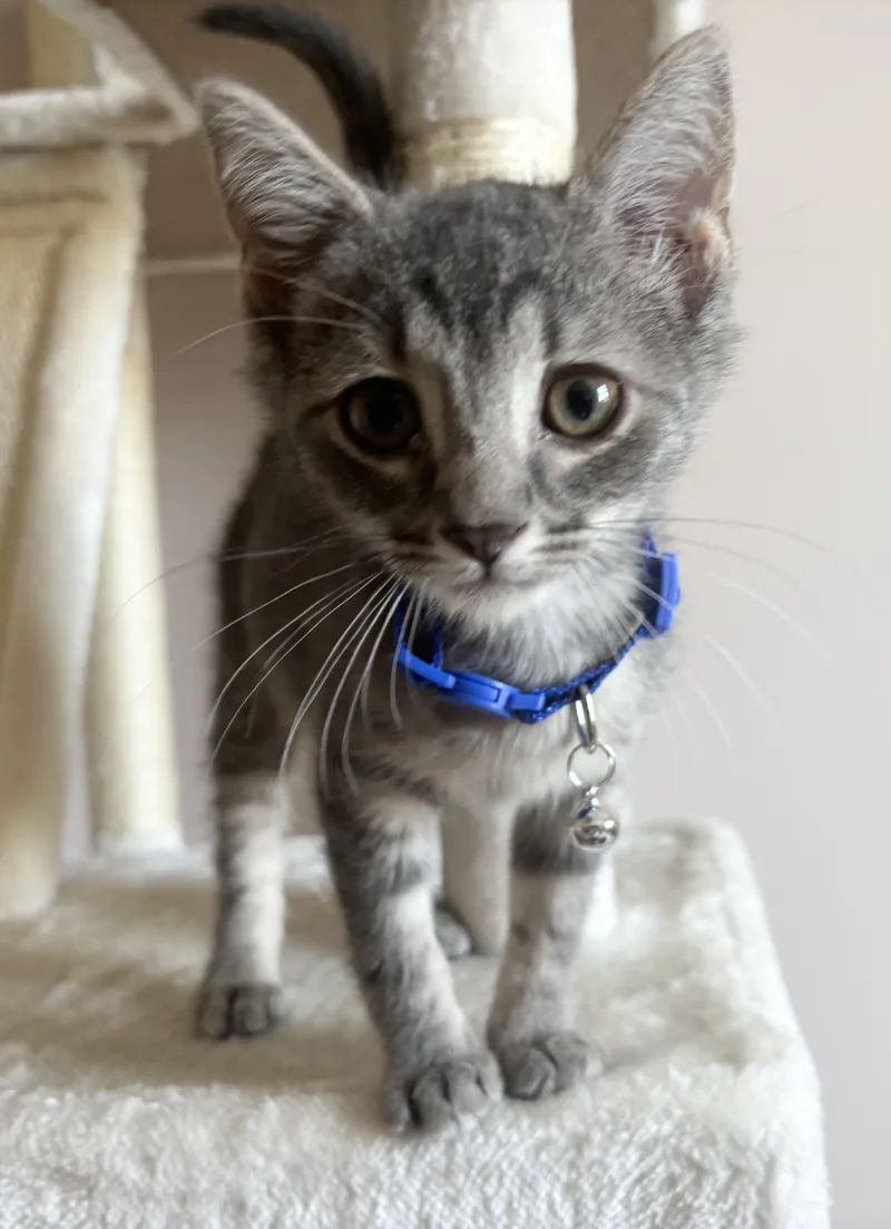 A baby medium-sized female Tabby (Gray / Blue / Silver) Domestic Short Hair cat named Ocean for adoption in Breinigsville, PA