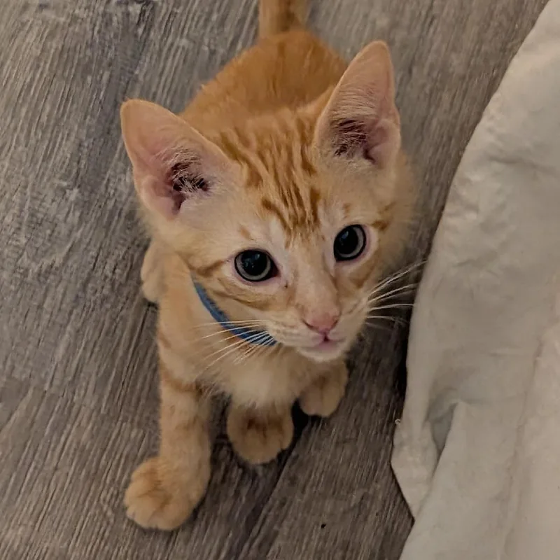 A baby small-sized male Domestic Short Hair cat named Cheeto for adoption in Woodstock, GA