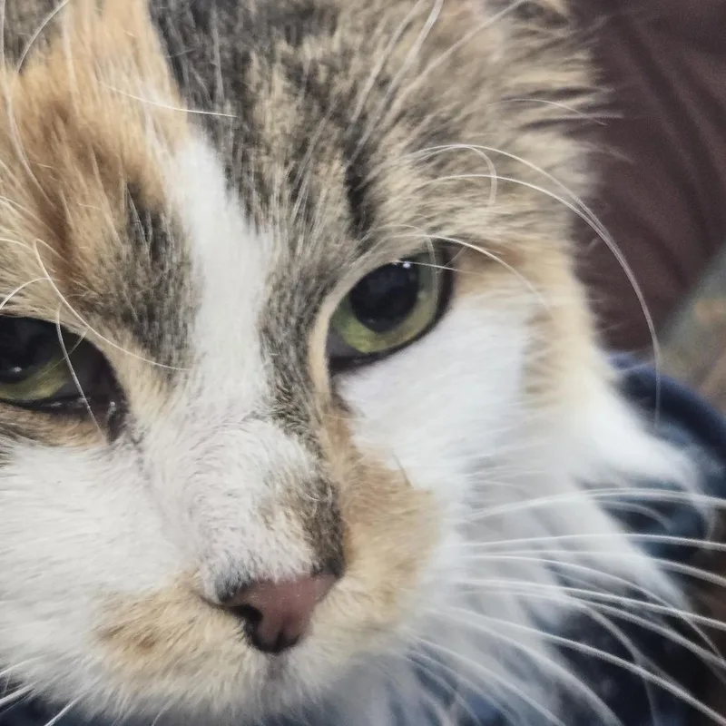 A baby large-sized female Calico Domestic Short Hair cat named Sprinkles for adoption in Newark, NJ