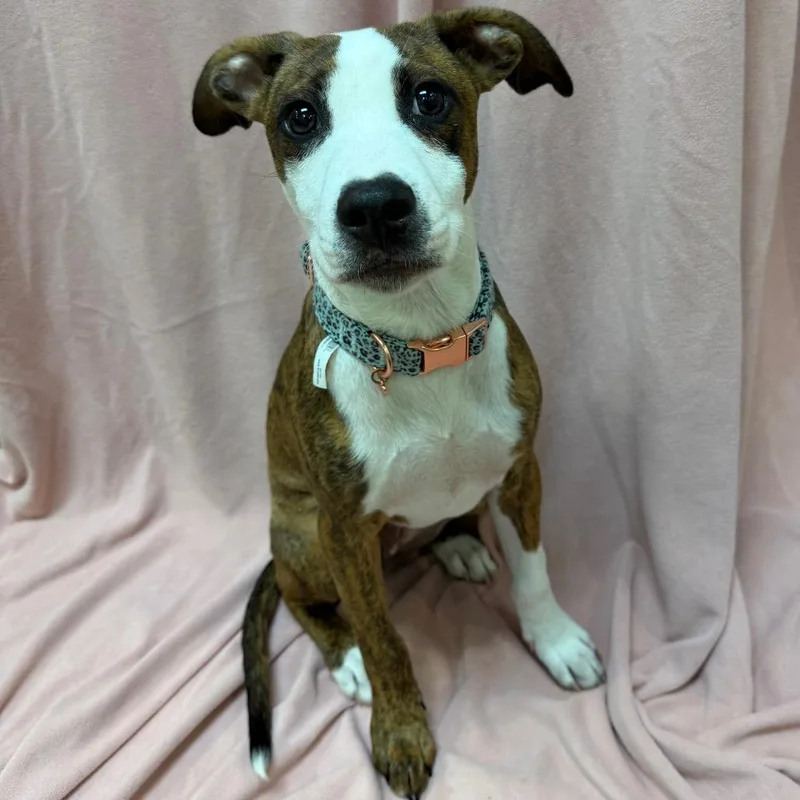 A young small-sized female Brindle Mixed Breed dog named Pink for adoption in Columbus, GA