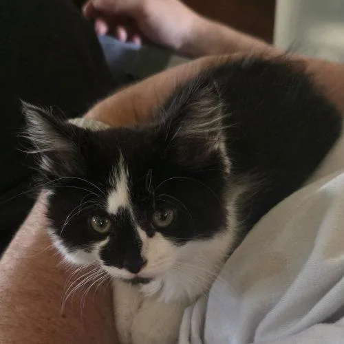 A baby small-sized male Tuxedo cat named William for adoption in Fishers, IN