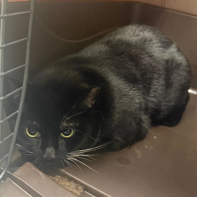 An adult large-sized female Domestic Short Hair cat named Angelica for adoption in Charlottesville, VA