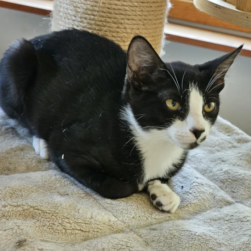 A baby medium-sized male Black & White / Tuxedo Domestic Short Hair cat named Bear Claw for adoption in Houston, TX
