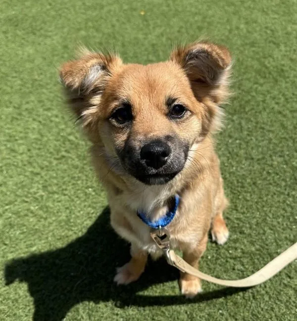 A young small-sized female Chihuahua dog named Trina for adoption in Oceanside, CA