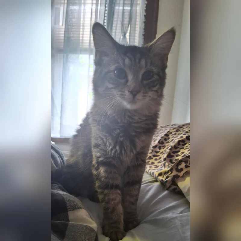 A young medium-sized female Domestic Short Hair cat named Geisha for adoption in Canton, CT