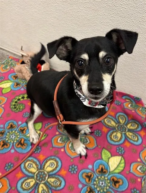 An adult small-sized male Manchester Terrier dog named Rocky for adoption in Phoenix, AZ