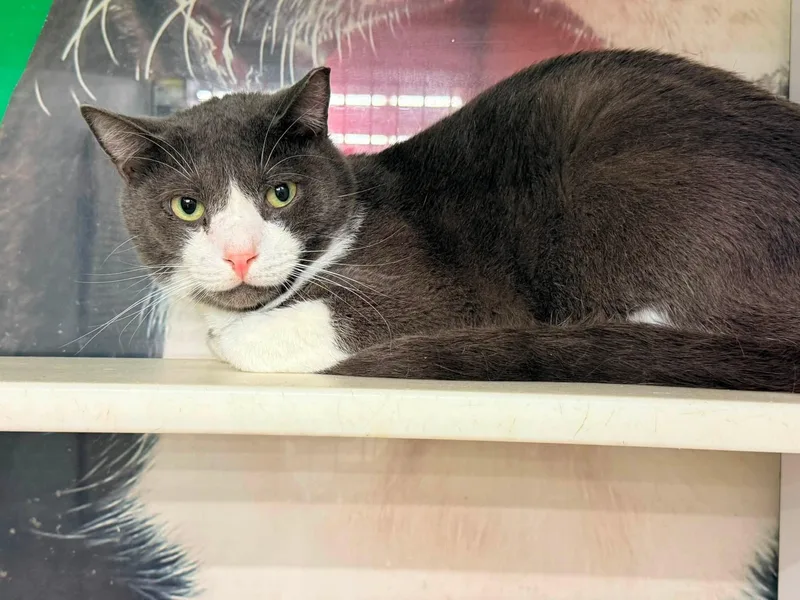 A young medium-sized male Gray & White Domestic Short Hair cat named Eminem for adoption in Cleveland, OH